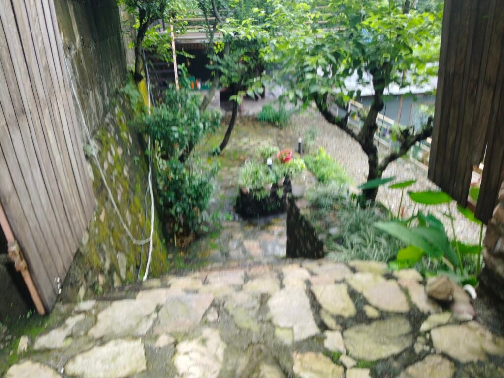 Stone-paved pathway shaded by lush trees